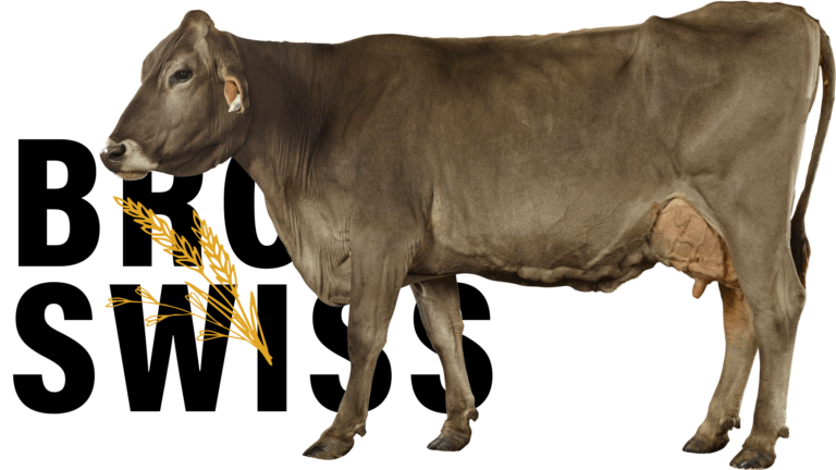 BrownSwiss-16x9@3x