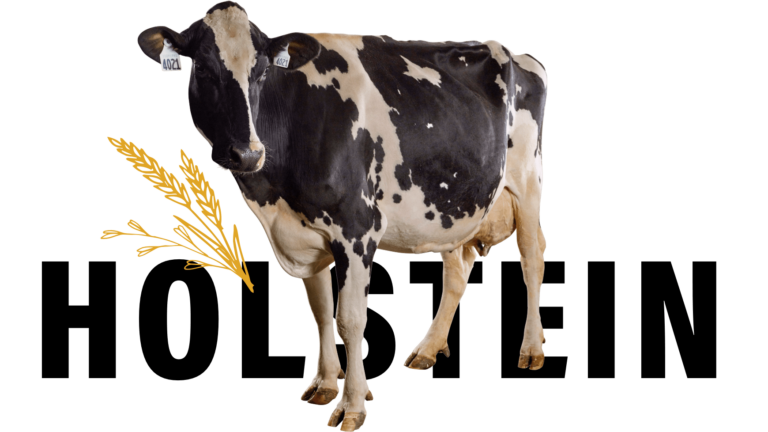 Holstein-16x9@3x