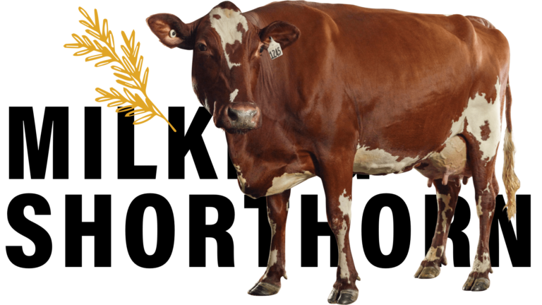 MilkingShorthorn-16x9@3x